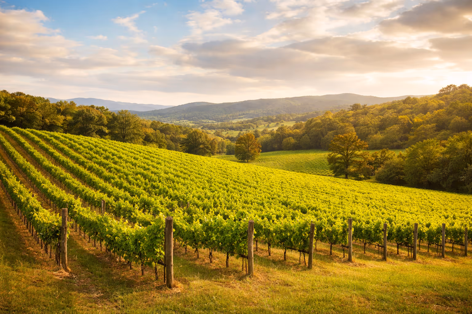 Sunlit vineyard rows stretching across gently rolling hills with trees and distant mountains under a partly cloudy sky.