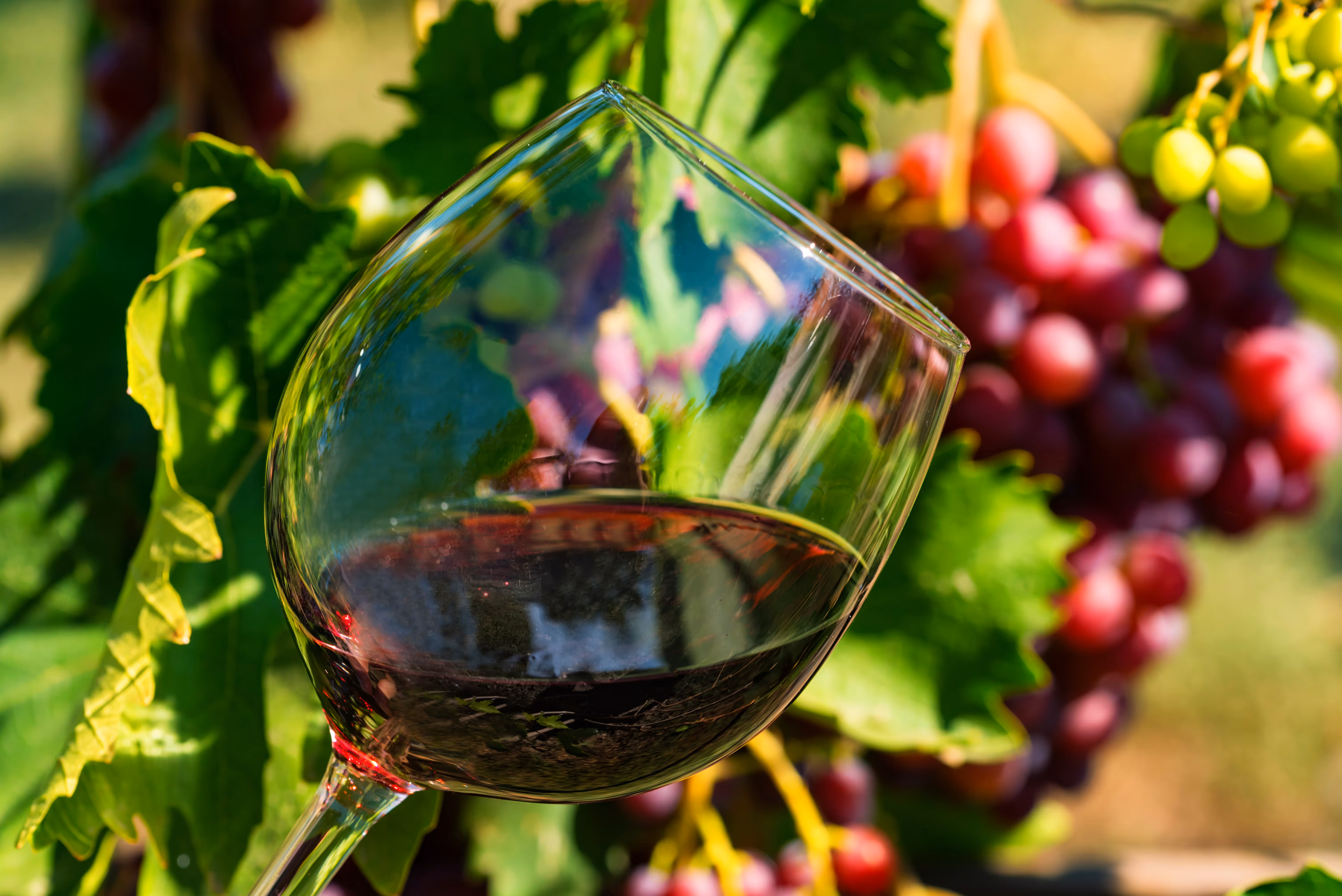 Close-up of a glass of red wine with green and purple grape clusters in the background.