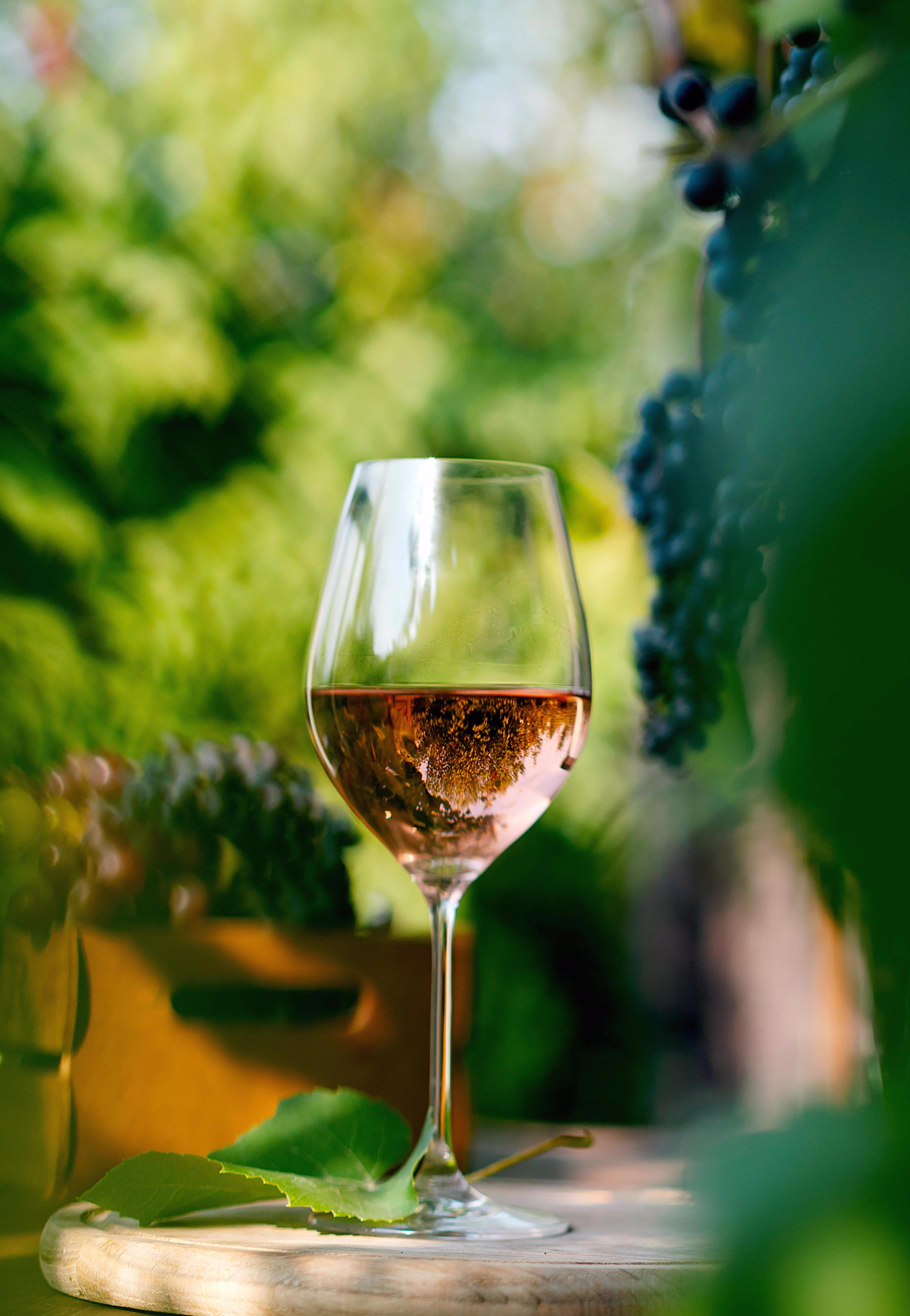 Wine glass filled with rosé wine on a wooden surface with grape leaves and blurred bunches of grapes in the background.