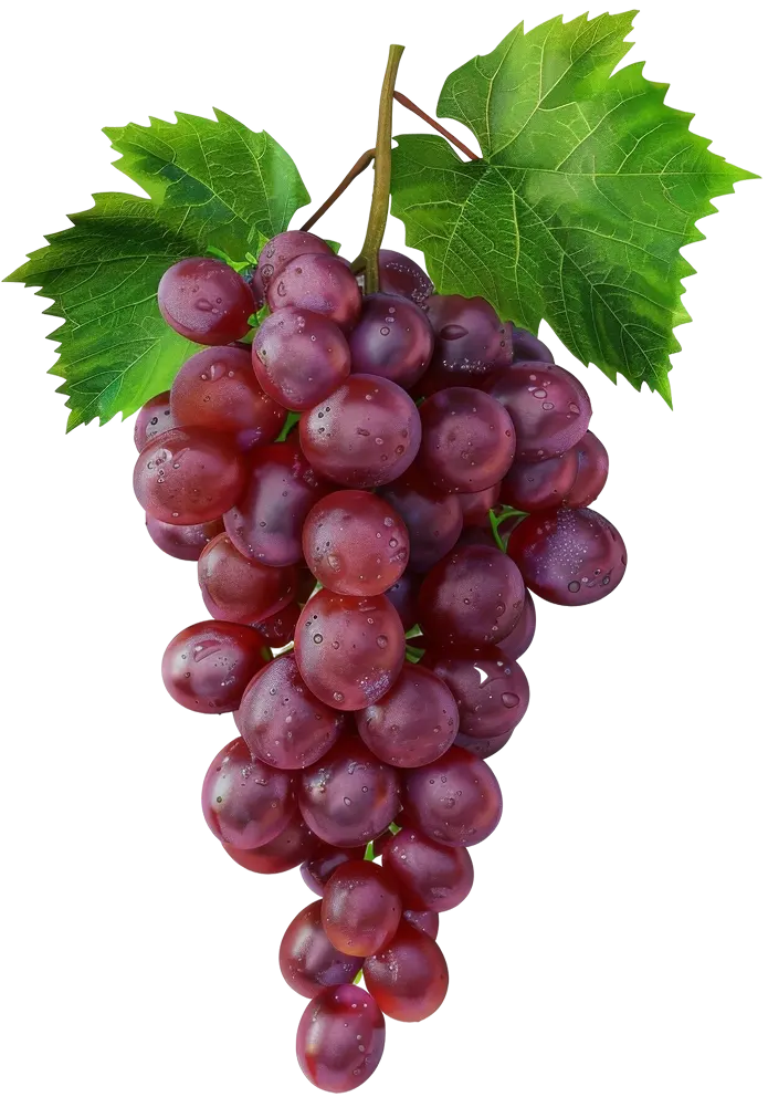 Cluster of red grapes with water droplets and two green grapevine leaves.